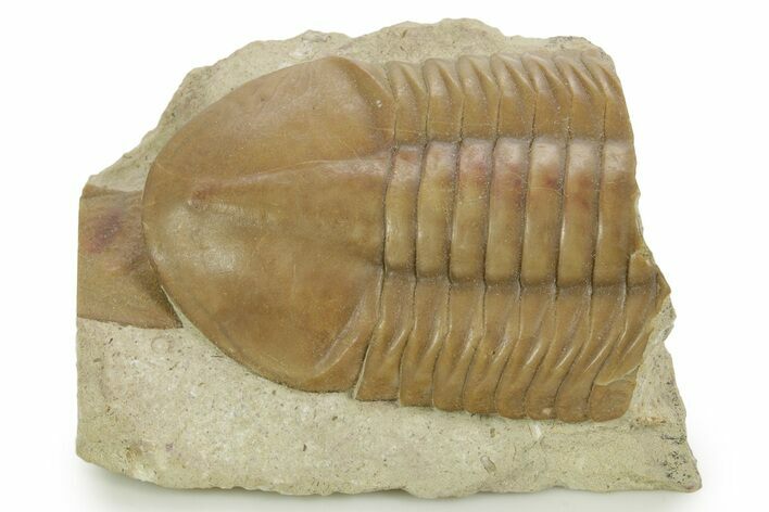 Bargain, Asaphus Plautini Trilobite Fossil - Russia #363104